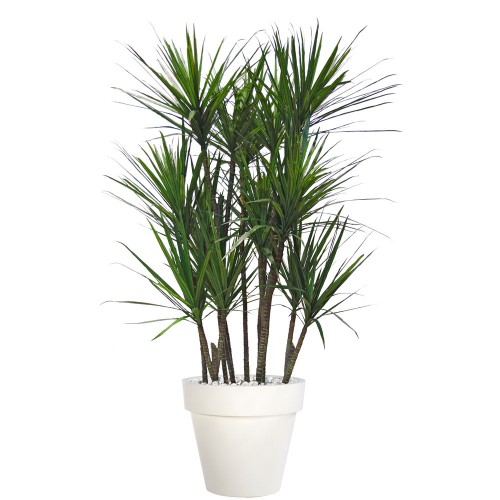 Planta semi-artificiala Ila, Dracaena Marginata Boschetto Green Red - 190 cm